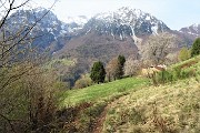 Spettacolo di crocus ai prati della Pigolotta di Valtorta il 22 aprile 2019  - FOTOGALLERY